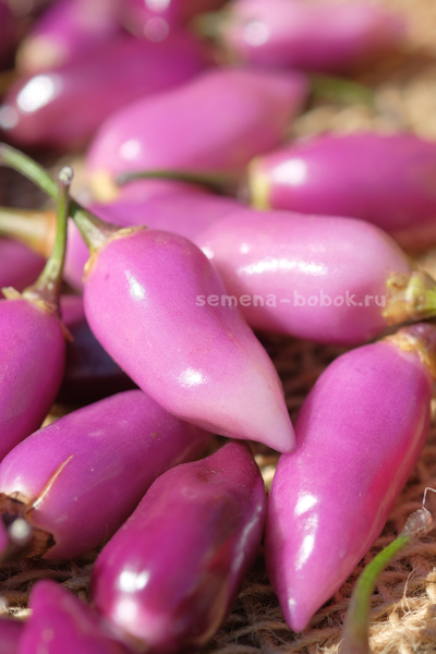 Перец острый Coyote Purple Cream (Койот Парпл Крем), 10 шт