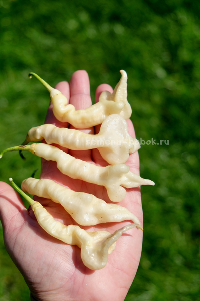 Перец острый Aji Confusion (Ахи Конфуз), 10 шт