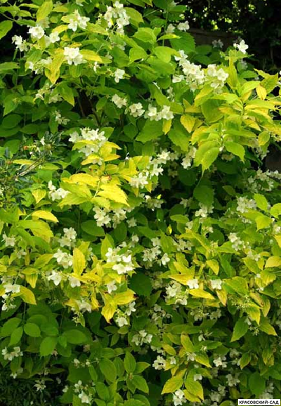 Чубушник венечный Aureus