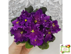 NiK-Аристократ (Н. Булко)