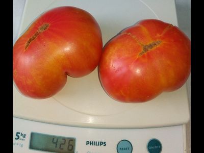 томат Гном Фероковай (Dwarf Wherokowhai)