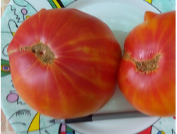 Томат Звездчатый из Беллинзоны (Stellato di Bellinzona)