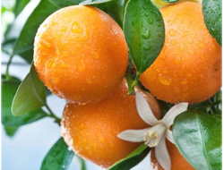 Апельсин сладкий Citrus sinensis (цедра) Египет, 5 мл - 100% натуральное эфирное масло
