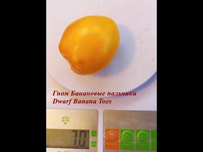 Томат гном Банановые пальчики (Banana Toes Tomato)