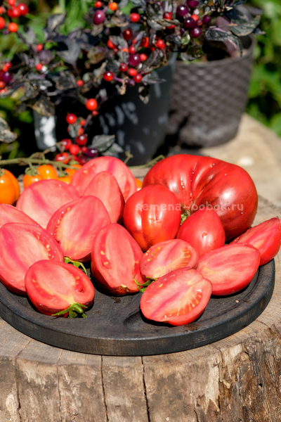 Томат Бронзовые Носики Сержанта Пеппера, 10 шт