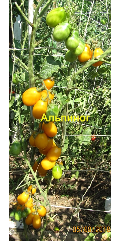 Томат Альпиног