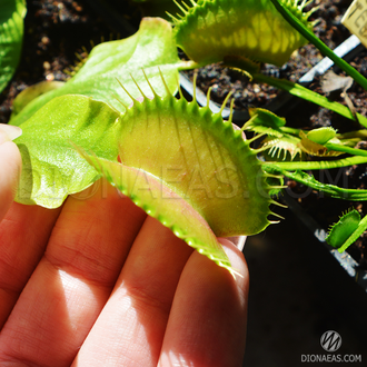 Dionaea muscipula Giant rosetted