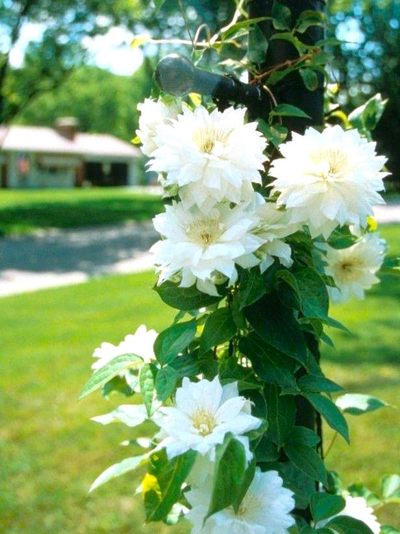 Клематис Дюшес оф Эдинбург