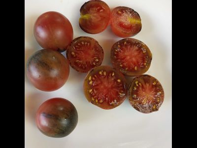 Томат Шоколадный подарок