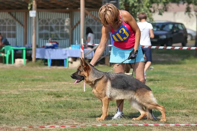 2-3. 08.2014 г. Главная выставка РСВНО "Русский Зигер 2014"  Окки заняла 9 место с очень большом и сильном классе юниоров, судья  Wilhelm Nordsieck, SV Германия