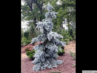 Ель Глаука Пендула - Glauca Pendula