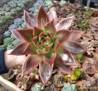 Echeveria Mars Galaxy