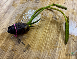 Нимфея Август Кох