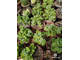 Cotyledon Tomentosa