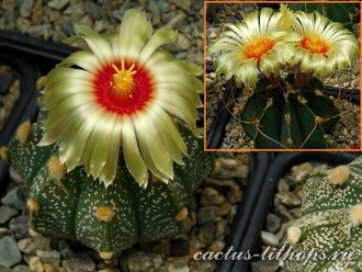 Astrophytum CAPAS Х A.senile v.aureum - 5 семян