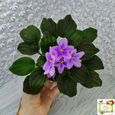 LV-Астемир (Л. Шевелева) 2025 г. трейлер (пестролистный клакамас)