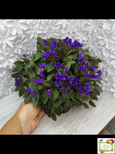 Vallarta Campanas Moradas (G.Beck) трейлер