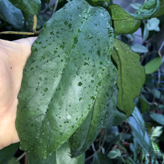 Hoya Ranauensis (Sp. Borneo)