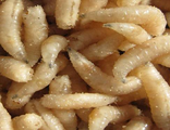 КАРПОВЫЙ ОПАРЫШ