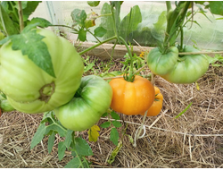 Томат Персики и крем (Peaches and Cream)