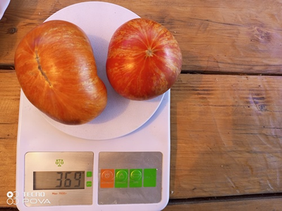 Томат Озарк закат (Ozark sunset), Германия