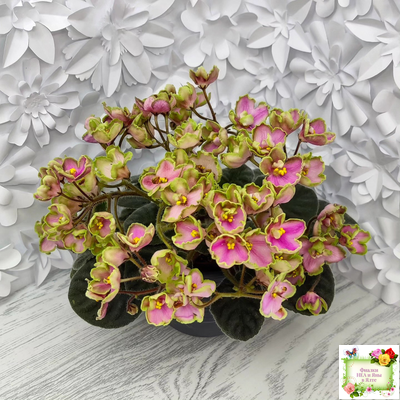 ЛЕ-Ярита (Е.Лебецкая) 2016 г.