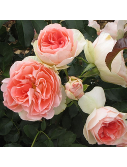 Джет Сет (Jet Set)