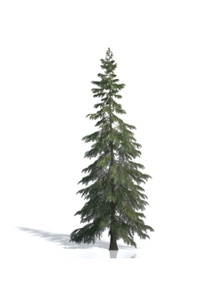 Billboards Ель летняя_03