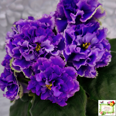 РМ-Синий Бриллиант (Н. Скорнякова) 2023 г.