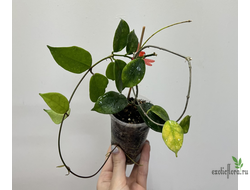 24/07/2025 Hoya sp. Ovalu island