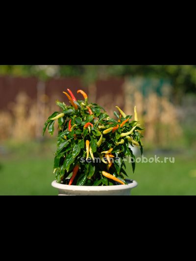 Перец сладкий  Яркие Лучи, 10 шт