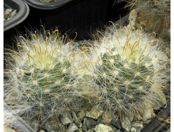 Krainzia (=Mammillaria) guelzowiana SB465 (D=25мм)