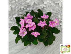 LV-Звезда в Ночи (Л. Шевелева) 2025 г. трейлер (клакамасный лонг)