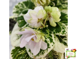 ЛЕ-Элли (Е. Лебецкая)