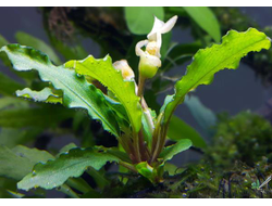 Буцефаландра Green wavy (горшок)