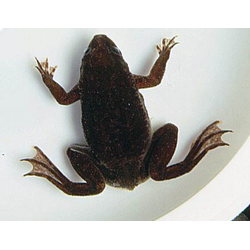 Шпорцевая лягушка (Xenopus laevis)
