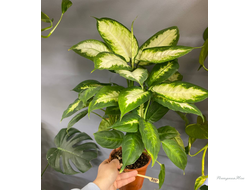 Диффенбахия