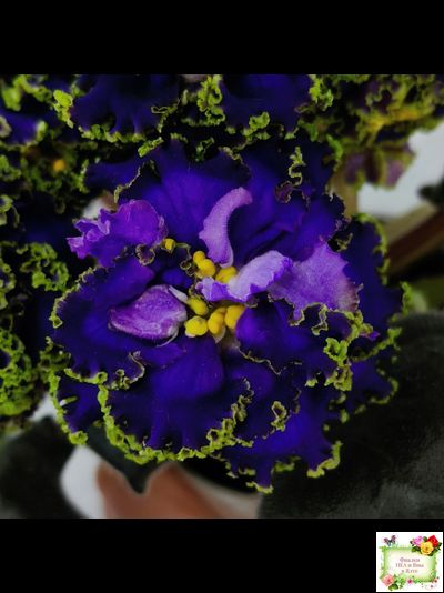 ЕК-Кудри Посейдона (Е.В. Коршунова) 2017 г. (лист посажен 01.11.25)