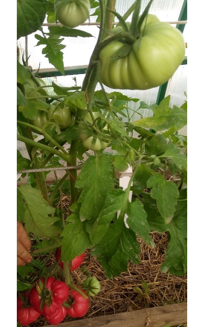 Томат Монте Роза (Monte Rosa)