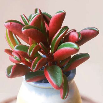 Peperomia graveolens - Пеперомия Гравеоленс