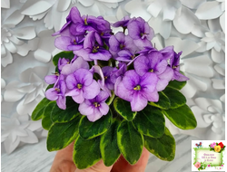 Rob's Lucky Charm (R.Robinson) 11/21/2003 (9293) листовая химера (стартер сорт)