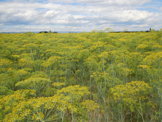 Укроп огородный (Anethum graveolens) семена 5 мл - 100% натуральное эфирное масло