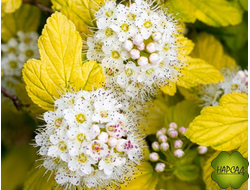 ПУЗЫРЕПЛОДНИК "ЭНДЖЕЛ ГОЛД" Р9 (ангел голд)