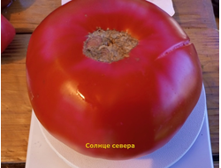 Томат Солнце севера