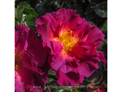 Вайлд Ровер