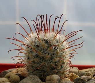 Mammillaria bombycina. Сеянец.