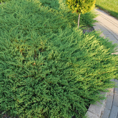 Можжевельник горизонтальный Андорра Компакт (Juniperus horizontalis Andorra Compact) , 2,0 л
