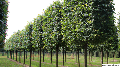 Липа европейская Палида - Pallida