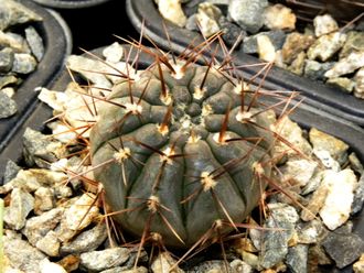 Gymnocalycium borthii ssp.nogolense VG-411/1 (D=30мм)