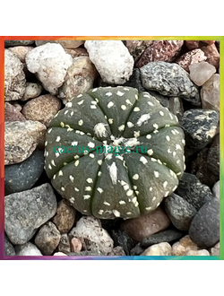 Astrophytum asterias cv. Hanazono